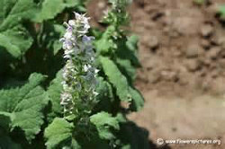 Clary Sage, Essential Oil