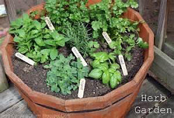 Herb Garden, Essential Oil