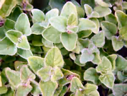 Marjoram, Essential Oil