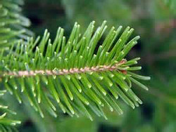 Siberian Fir Needle, Essential Oil