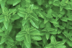 Spearmint, Essential Oil